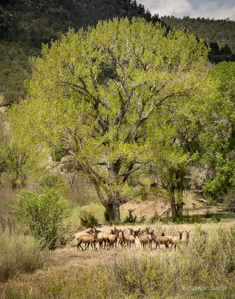 Elk on the Dawson Ranch Road