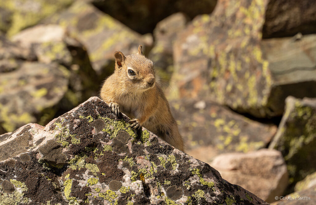Ground squirrel