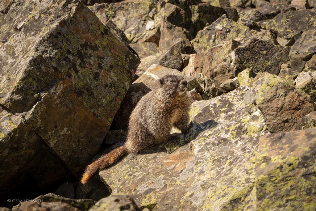 Marmot