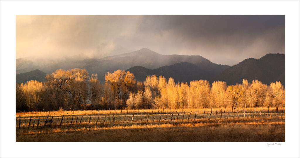 Print of the week, El Prado Cottonwoods