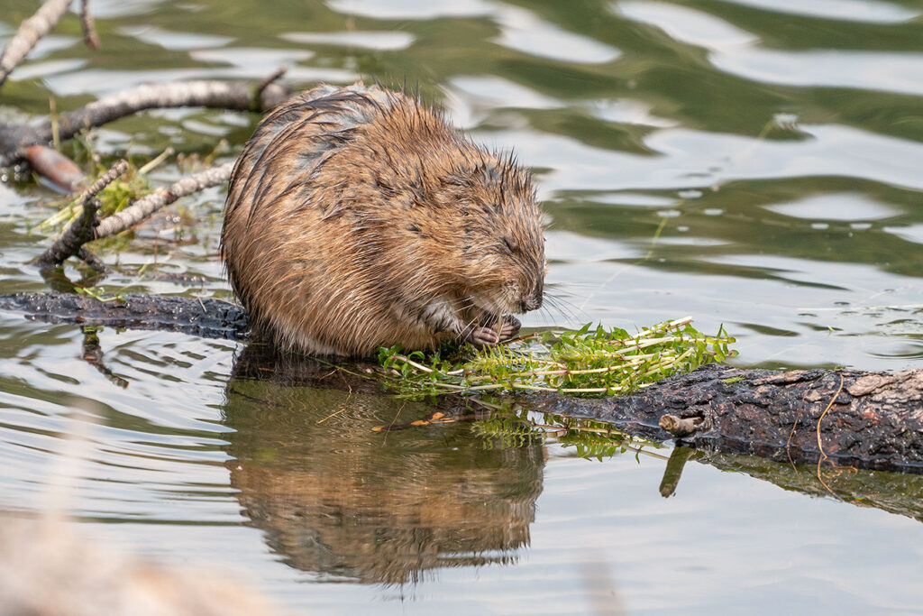 Muskrat eating at the Shuree Ponds, Valle Vidal