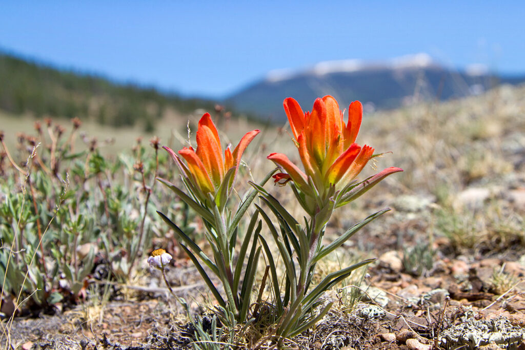 Indian Paintbrush