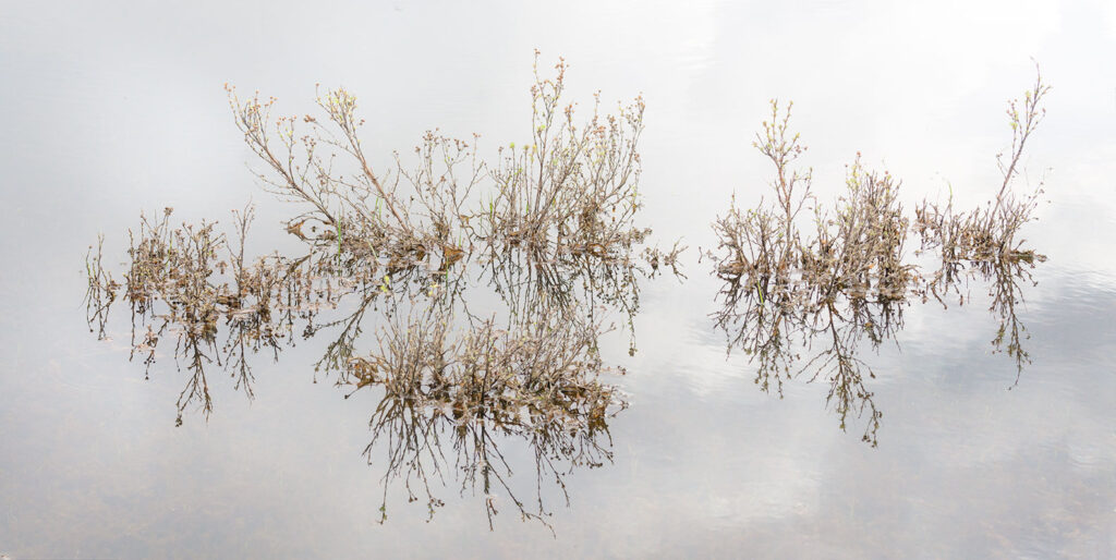 Pond plant reflections.