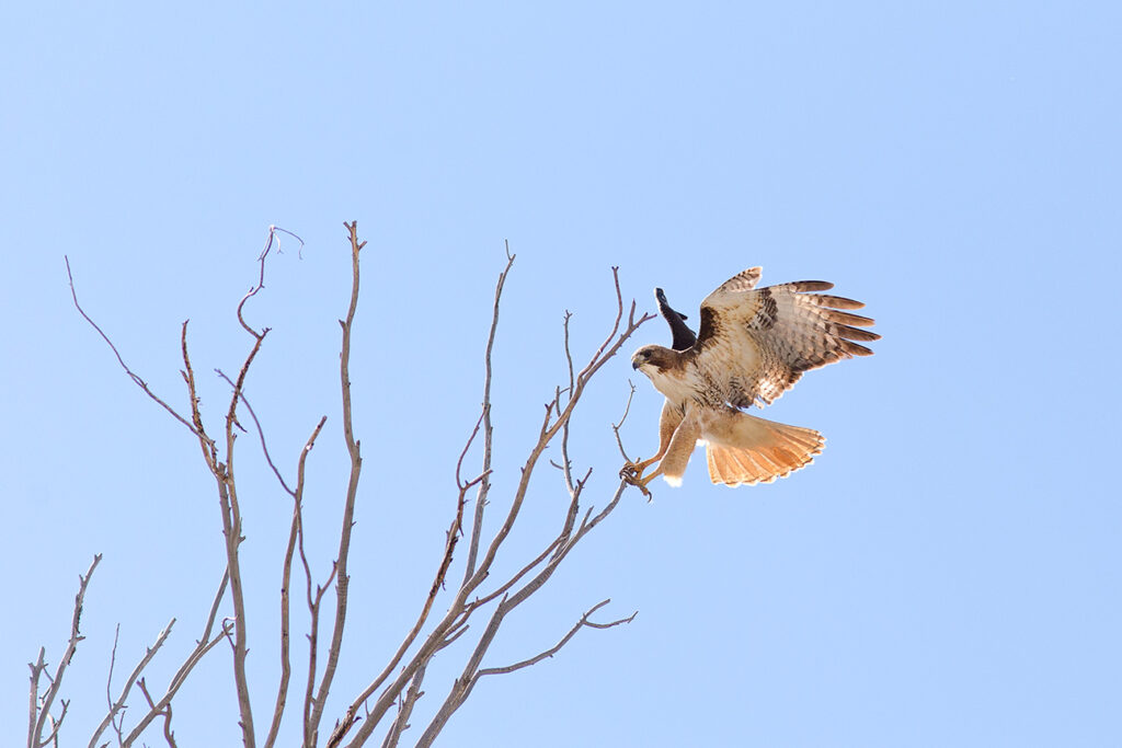 Red-tailed Hawk