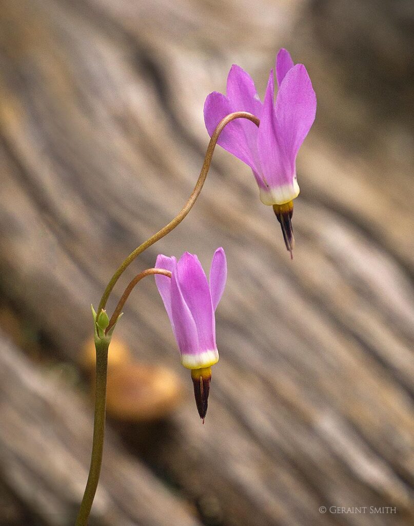 Shooting stars, wildflowers Taos Ski Valley