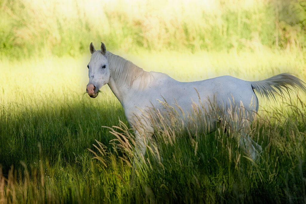 White Horse