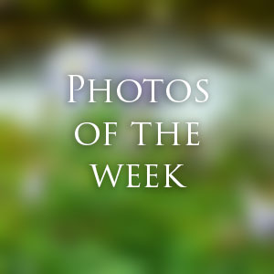 Link to Photos of the Week