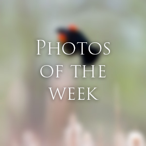 Link to Photos of the Week