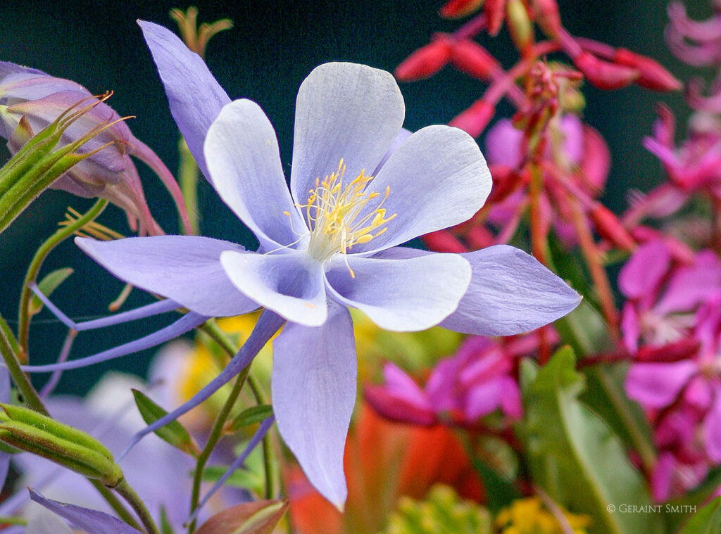Columbine and other plants