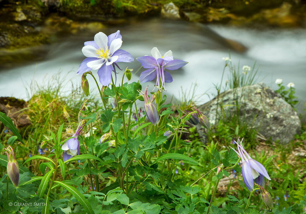 Columbine along the creek
