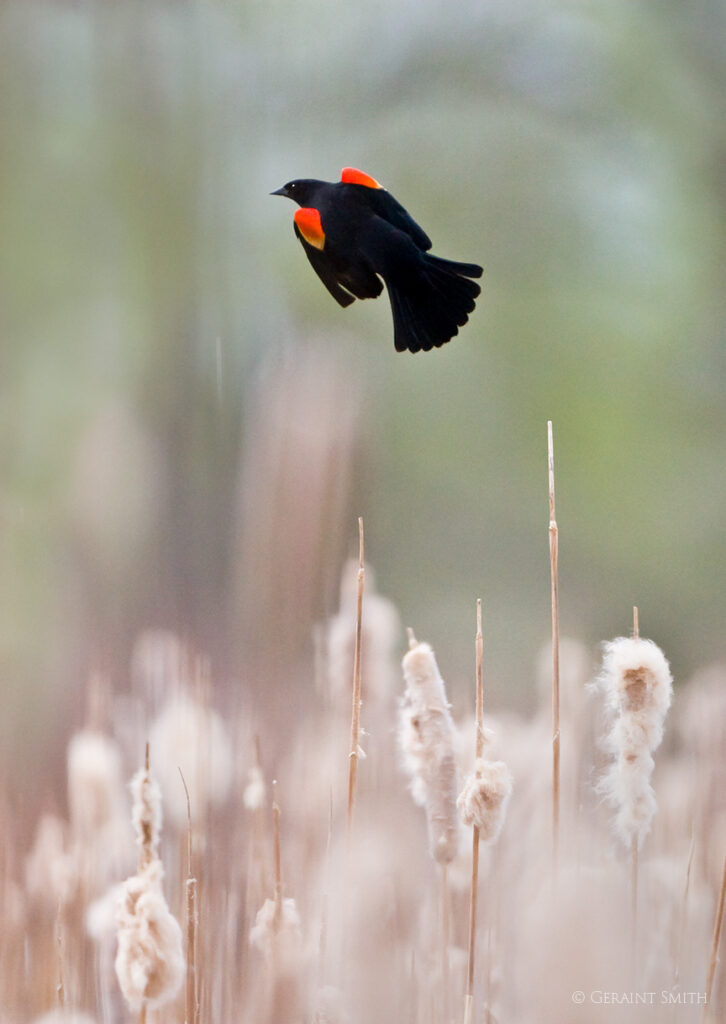Red-winged blackbird Ranchos de Taos NM