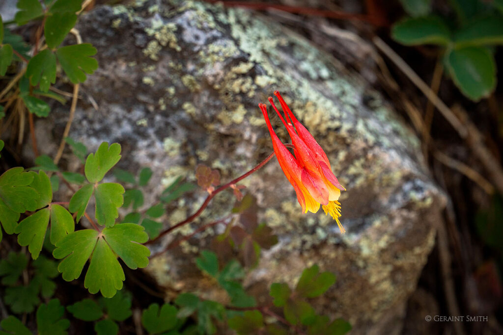 Wild Columbine, Italianos trail, Hondo Canyon.