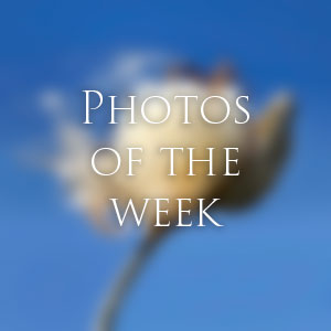 Link to Photos of the Week