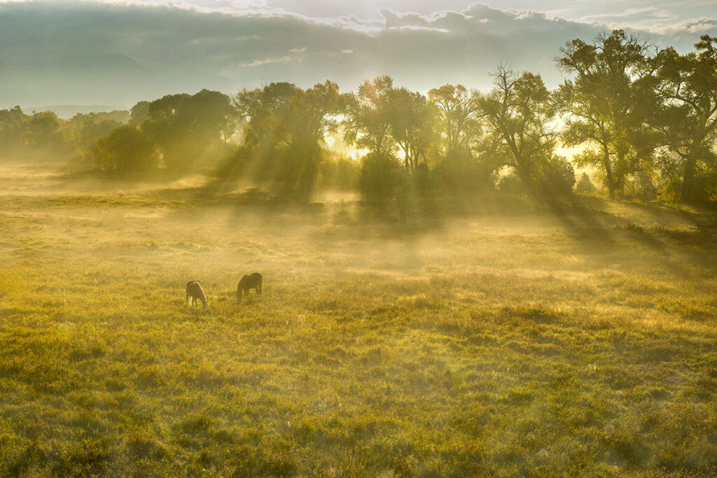 Morning pasture