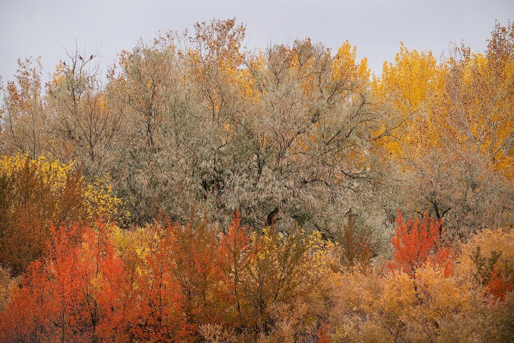 Fall colors in Arroyo Hondo