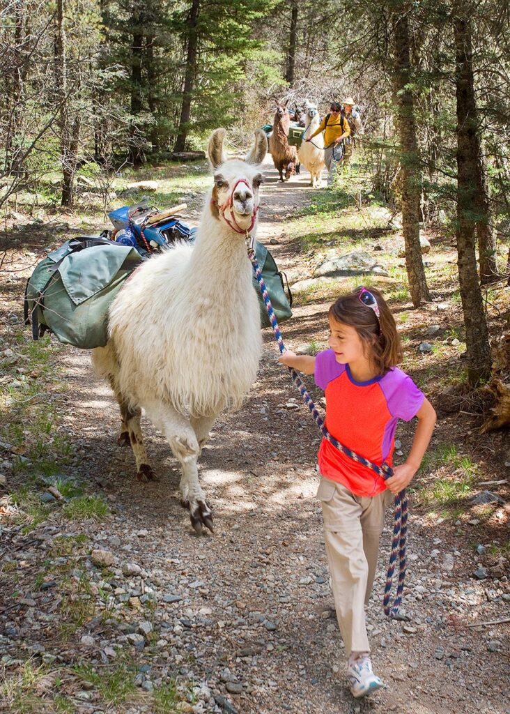 Llama Treking, NM