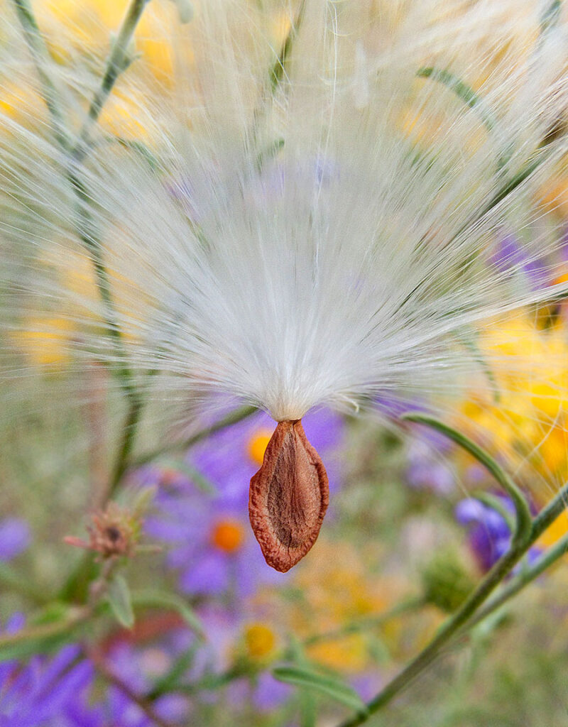 Seed