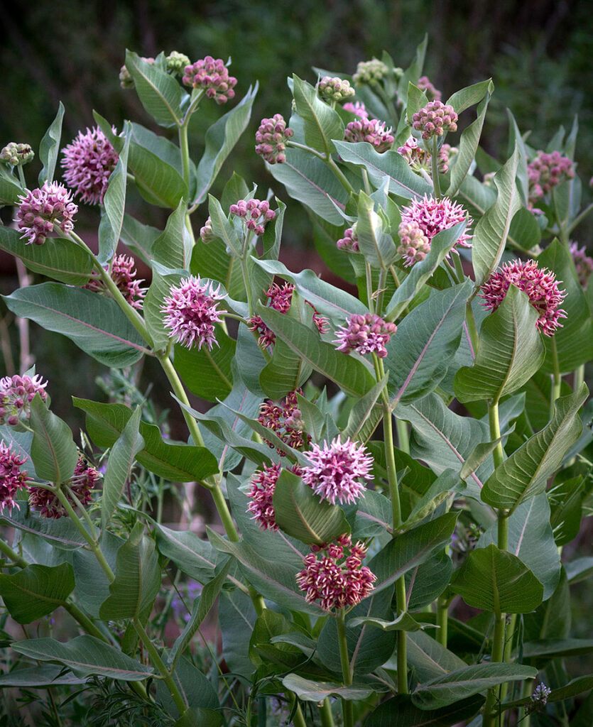 Milkweed blooms