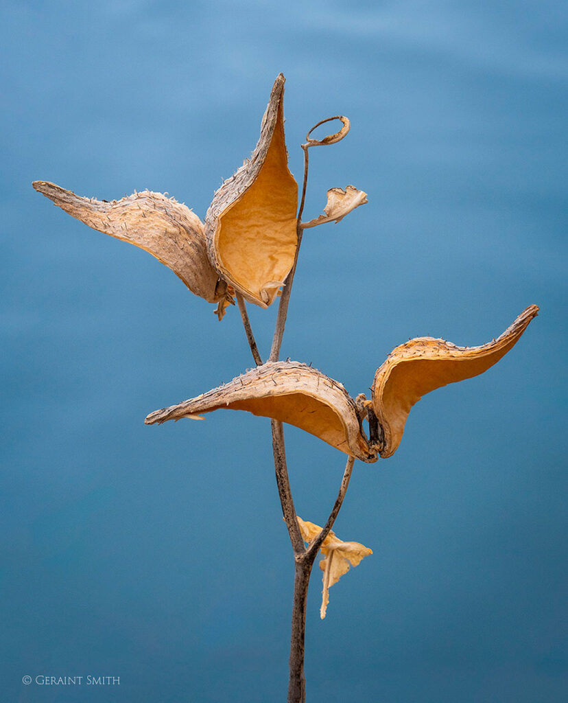 Empty pods along the lake shore, Colorado