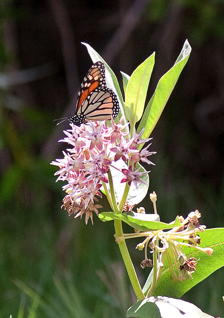 Monarch Butterfly