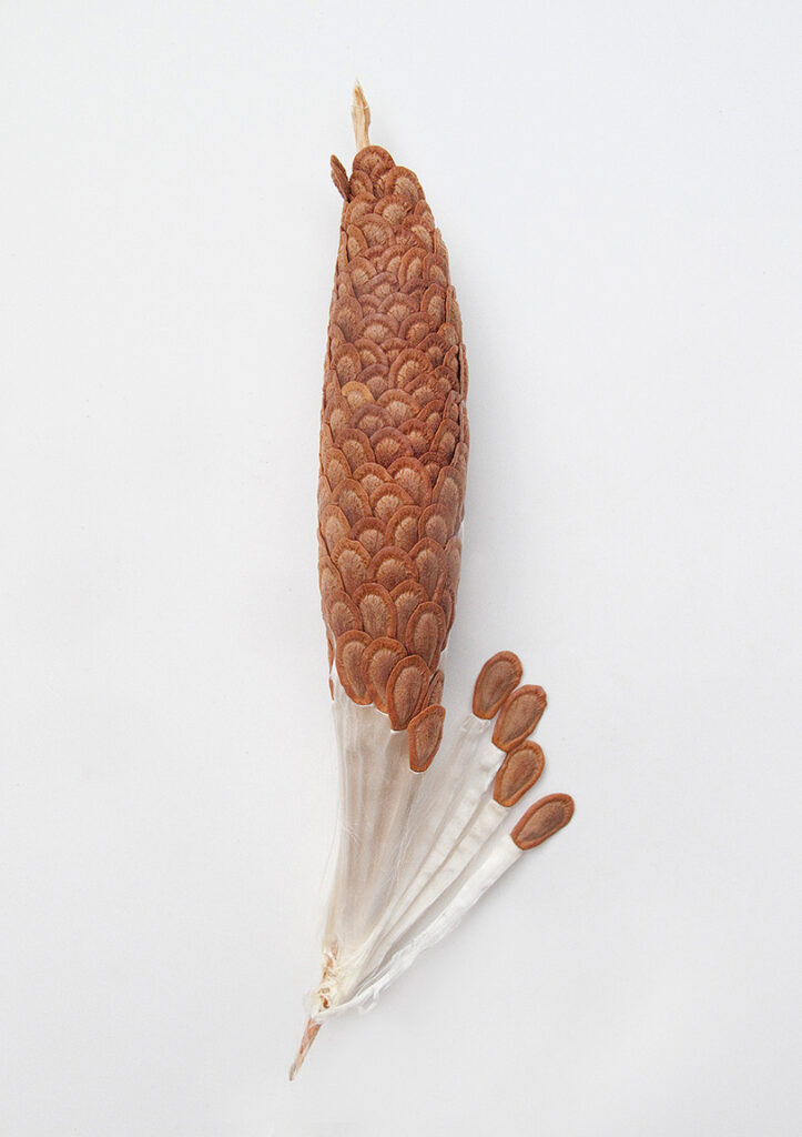 Seeds