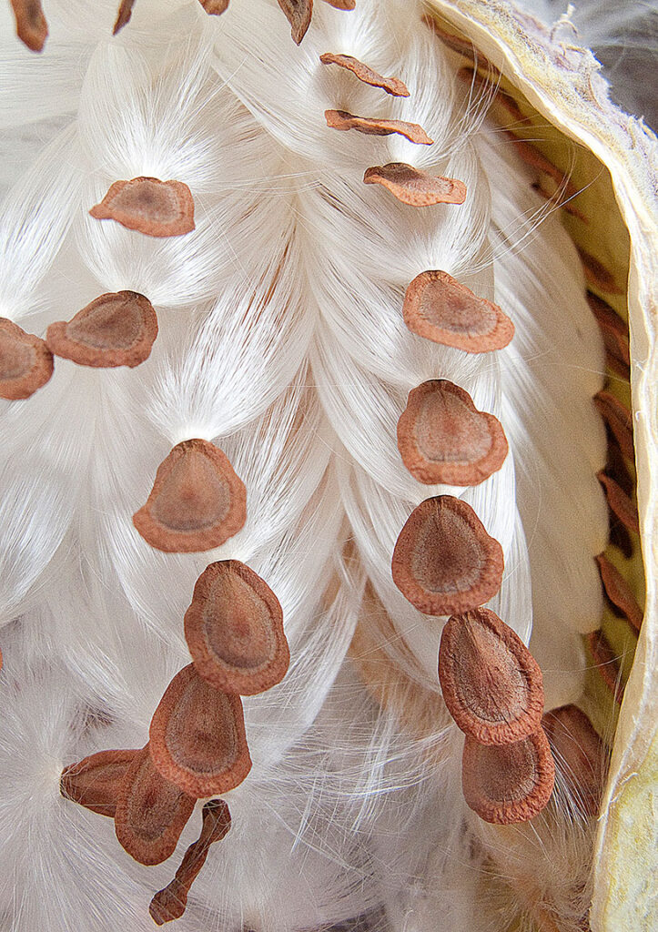 Seed Pod