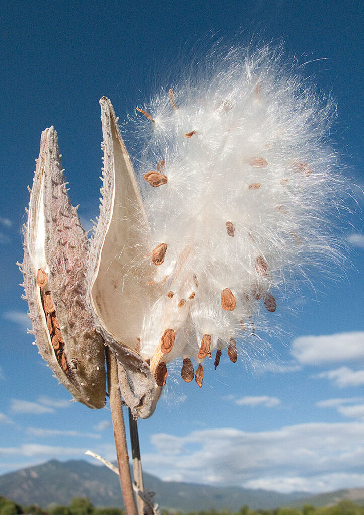 Seed pod