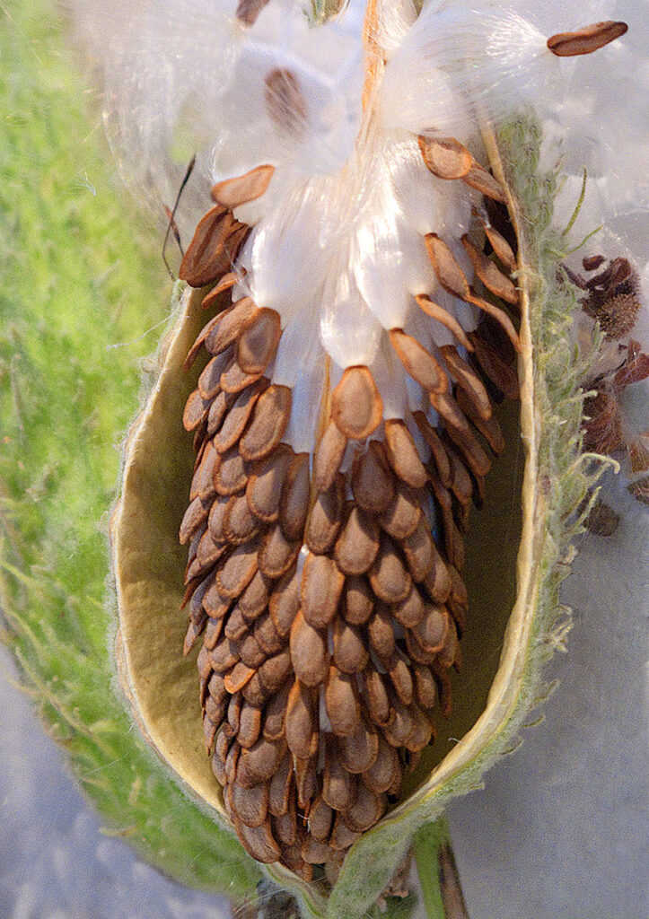 Seed Pod