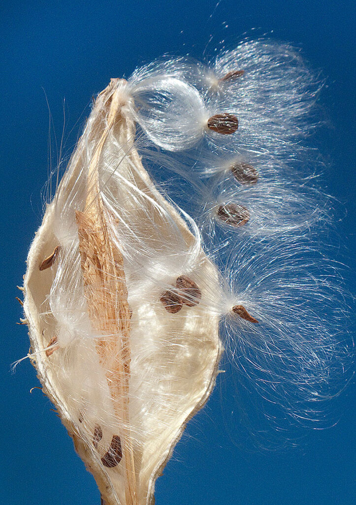 Seeds catching the breeze