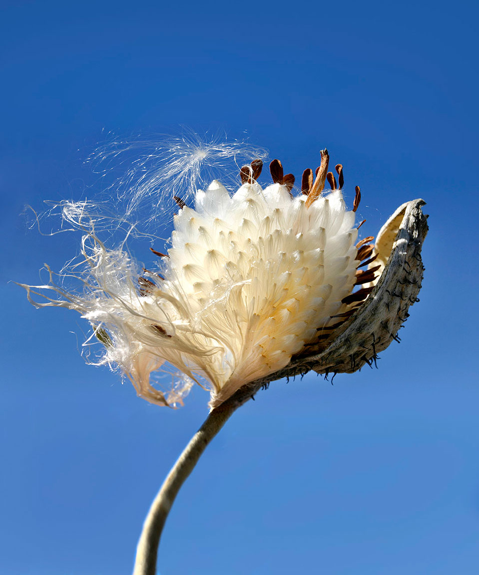 Photos of the Week Seed Pod