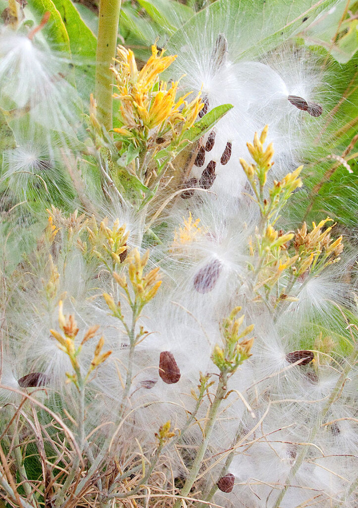 Milkweed Season, NM. 08-13-2025 Scattered seeds