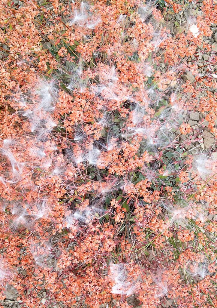 Seeds