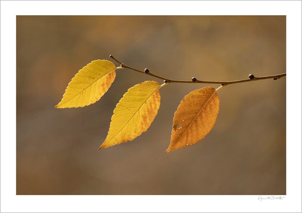 Autumn Trio