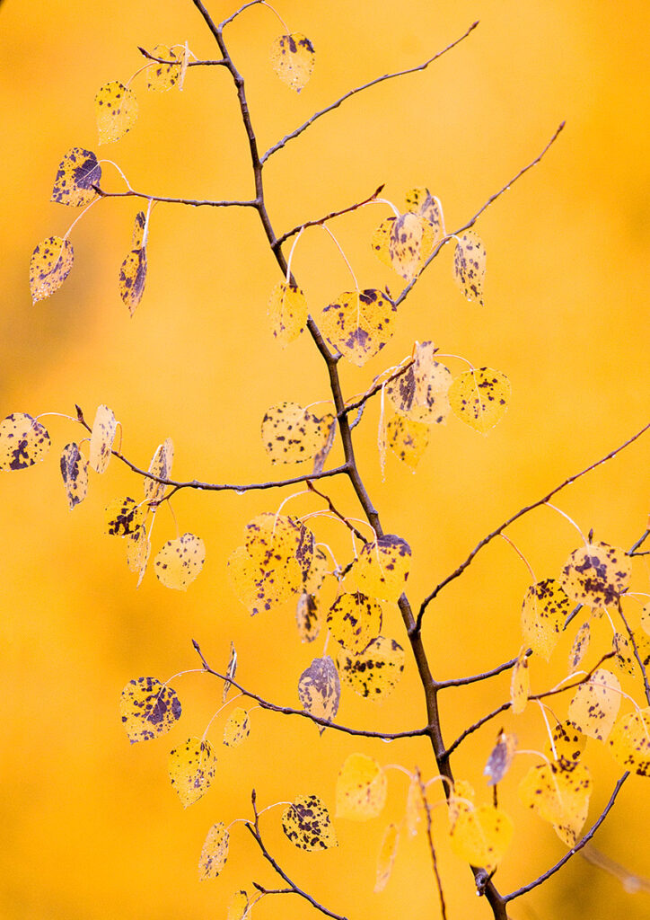 Aspen Leaves