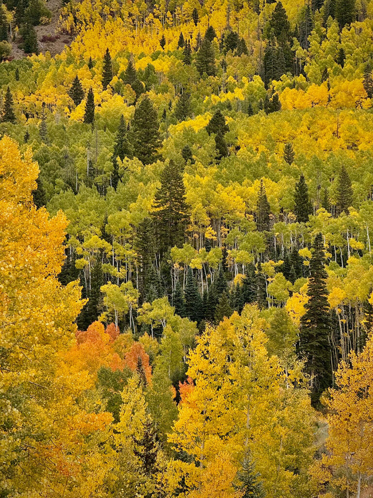 Aspens Highway 17, Colorado.