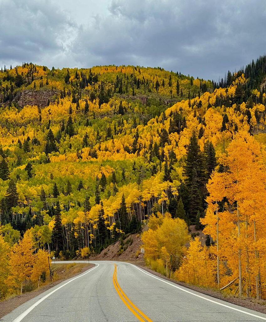 Aspens, Highway 17, Colorado.
