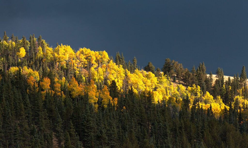 Aspen trees in the Valle Vidal
