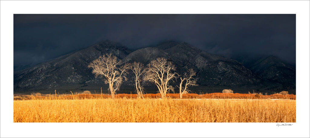 Print of the month