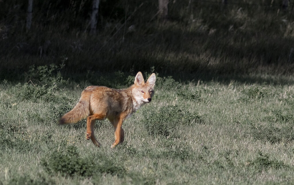 Coyote