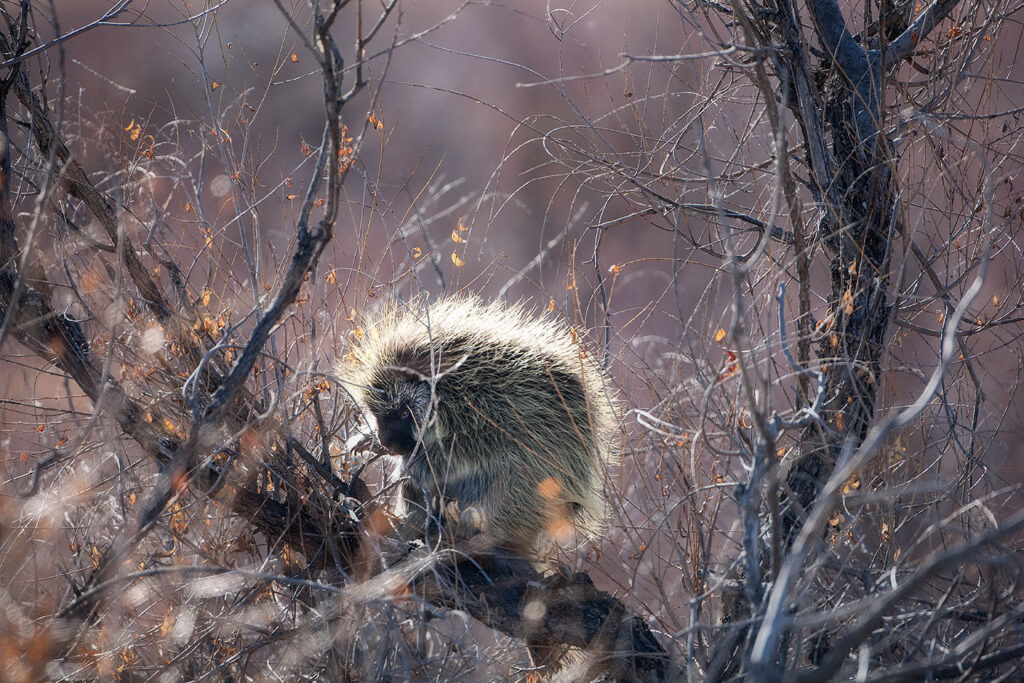 Porcupine