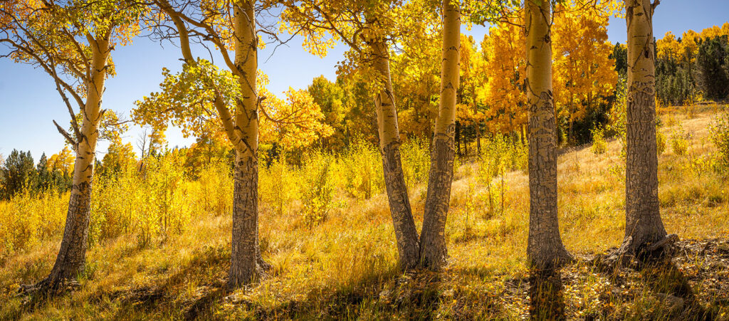 Aspen trunks in the Valle Vidal.