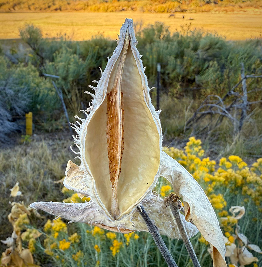 Around The Block. 10-15-2025 Milkweed pod