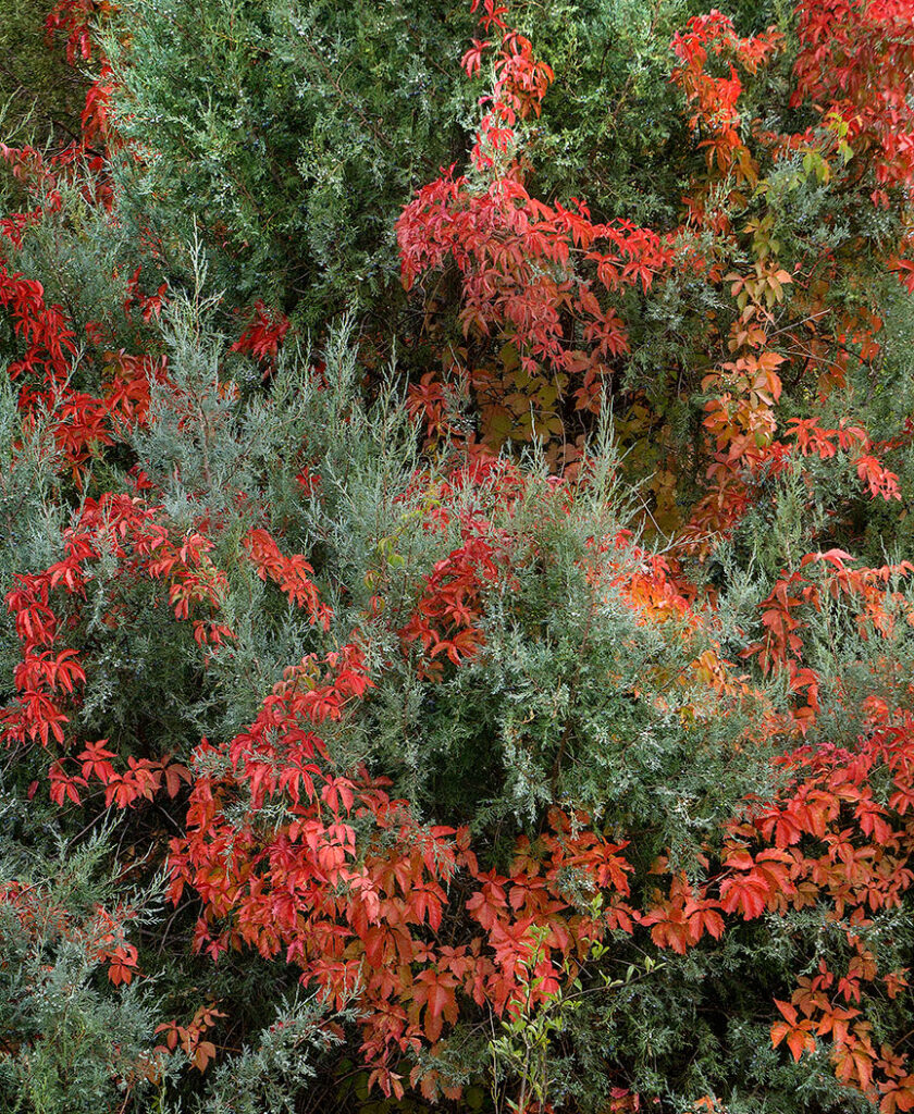 Fall color starting to look a lot like xmas