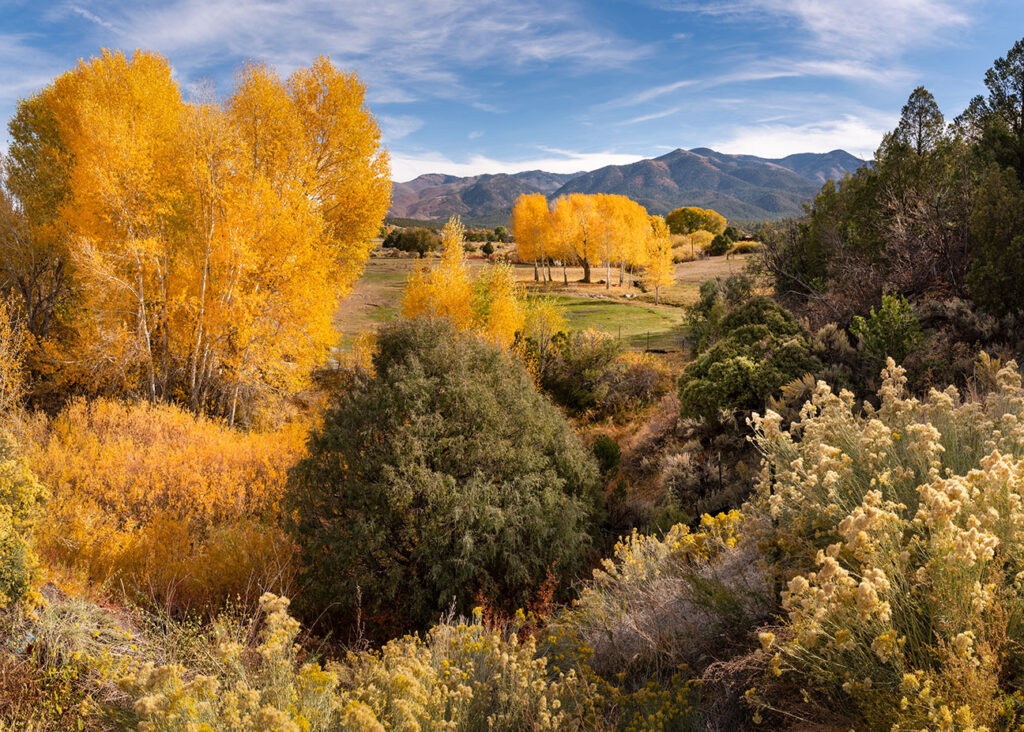 San Cristobal Valley Cottonwoods