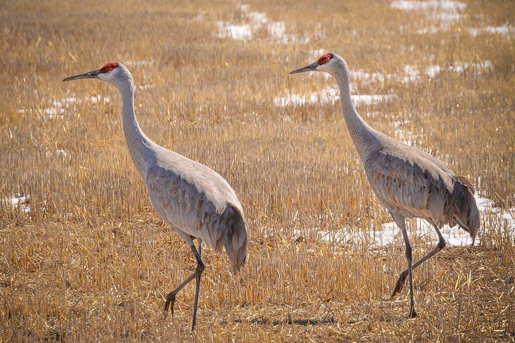 Sandhill Cranes