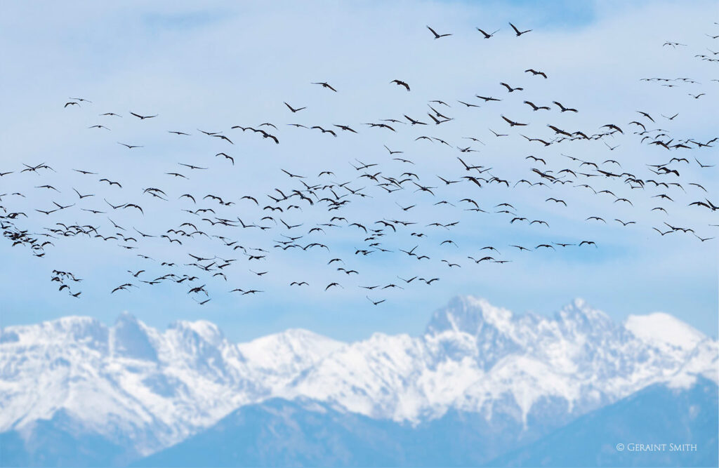 Sandhill Cranes