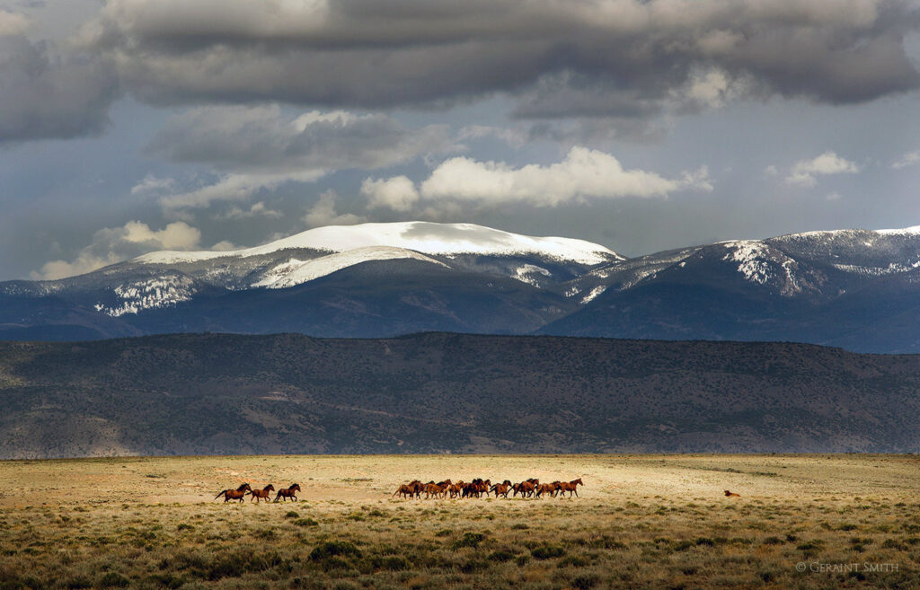 Wild horses on the plateau.