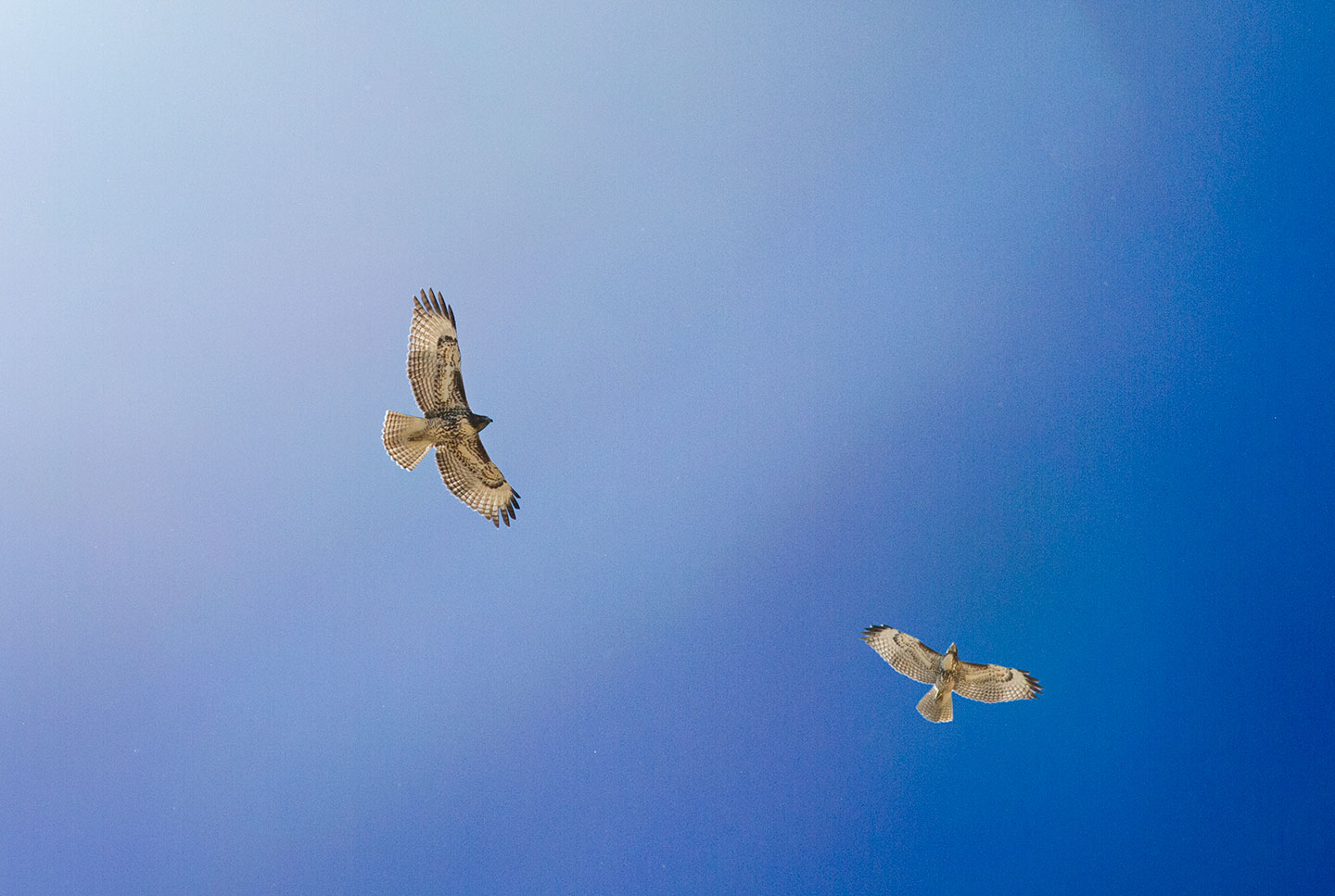 Hunter's Moon and Hunters. 11-05-2025 Red-tailed-Hawk