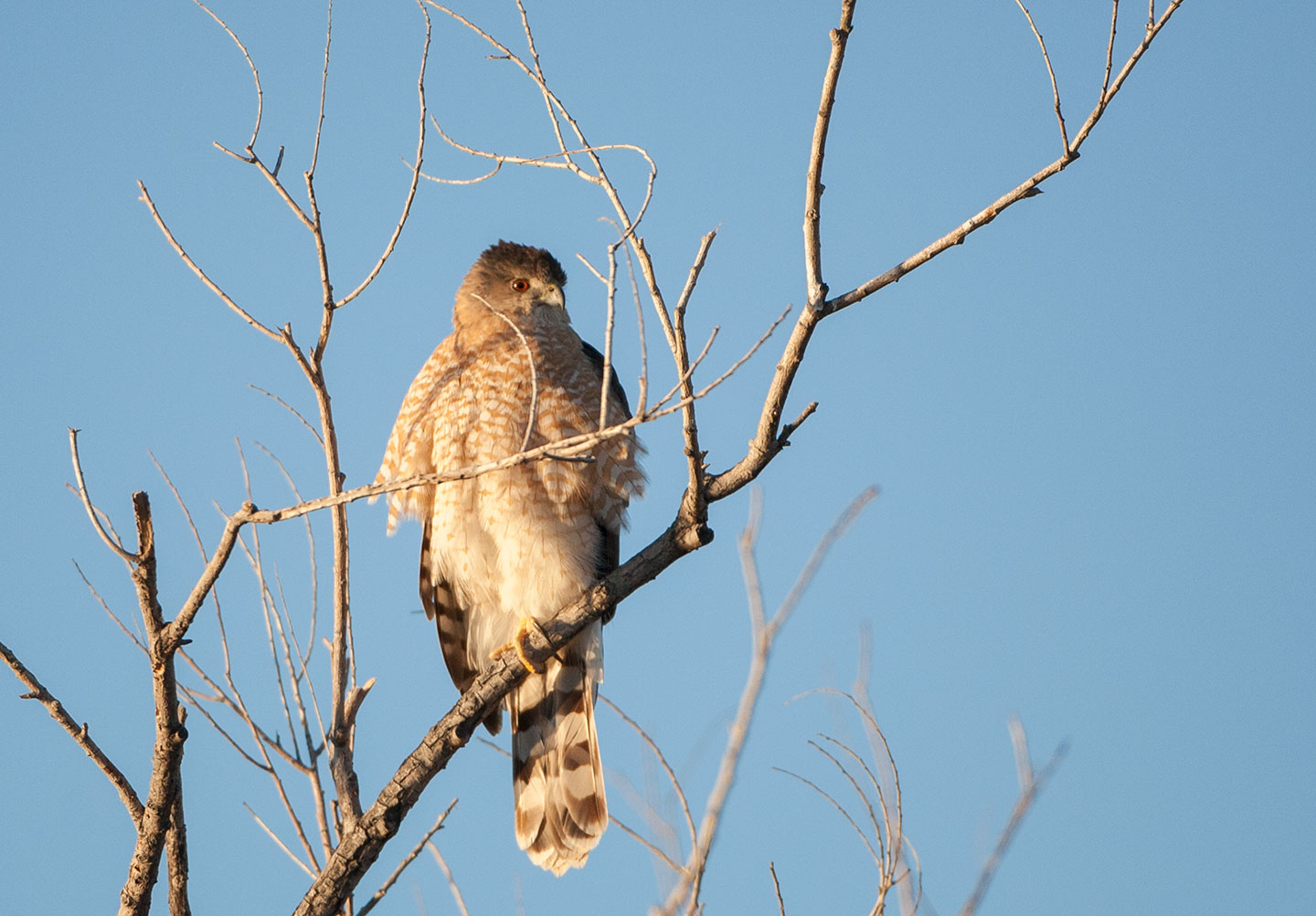 Hunter's Moon and Hunters. 11-05-2025 Coopers Hawk