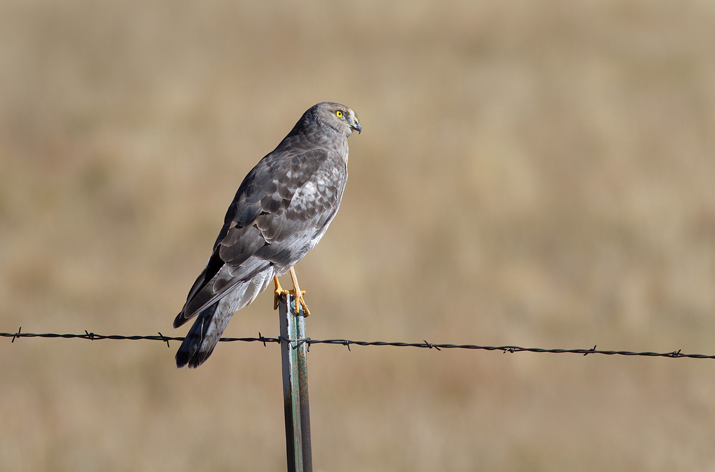 Hunter's Moon and Hunters. 11-05-2025 Male northern Harrier